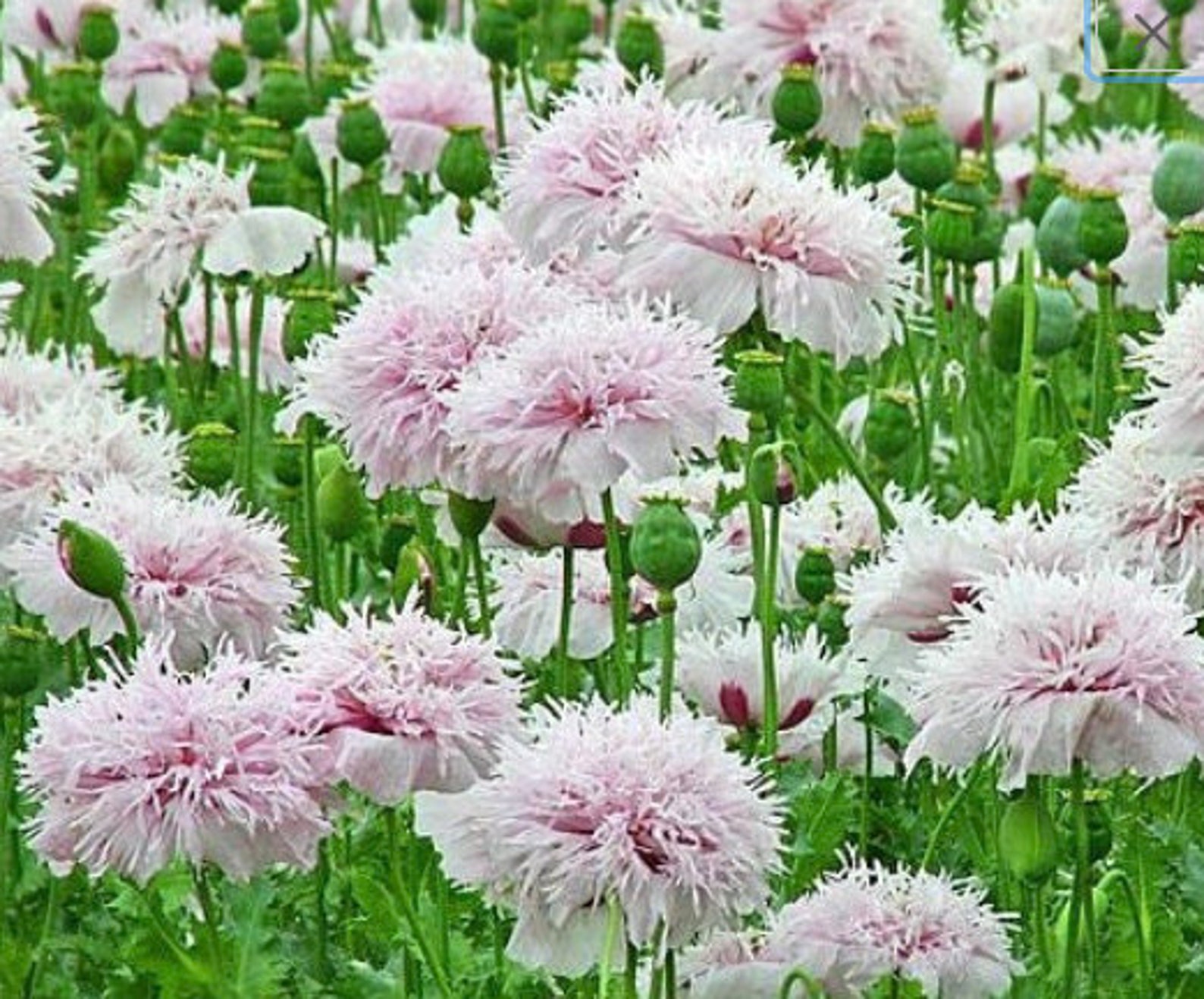 Breadseed Poppy lilac Peony 50/pkt Cut Flower Florist Etsy