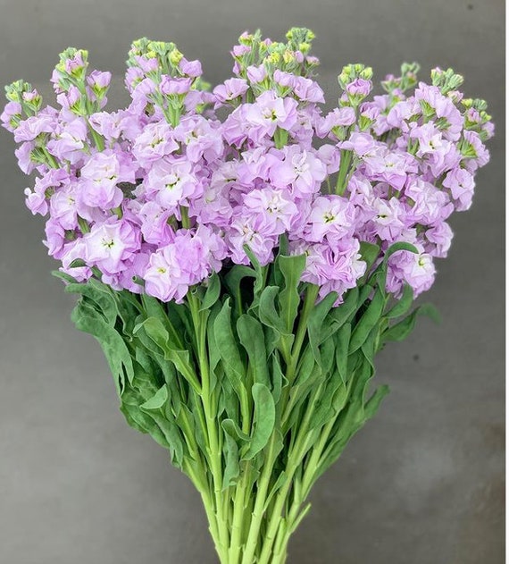 Giant Florist Type Stock 'malmaison Pink' 50 Seeds/pkt Etsy