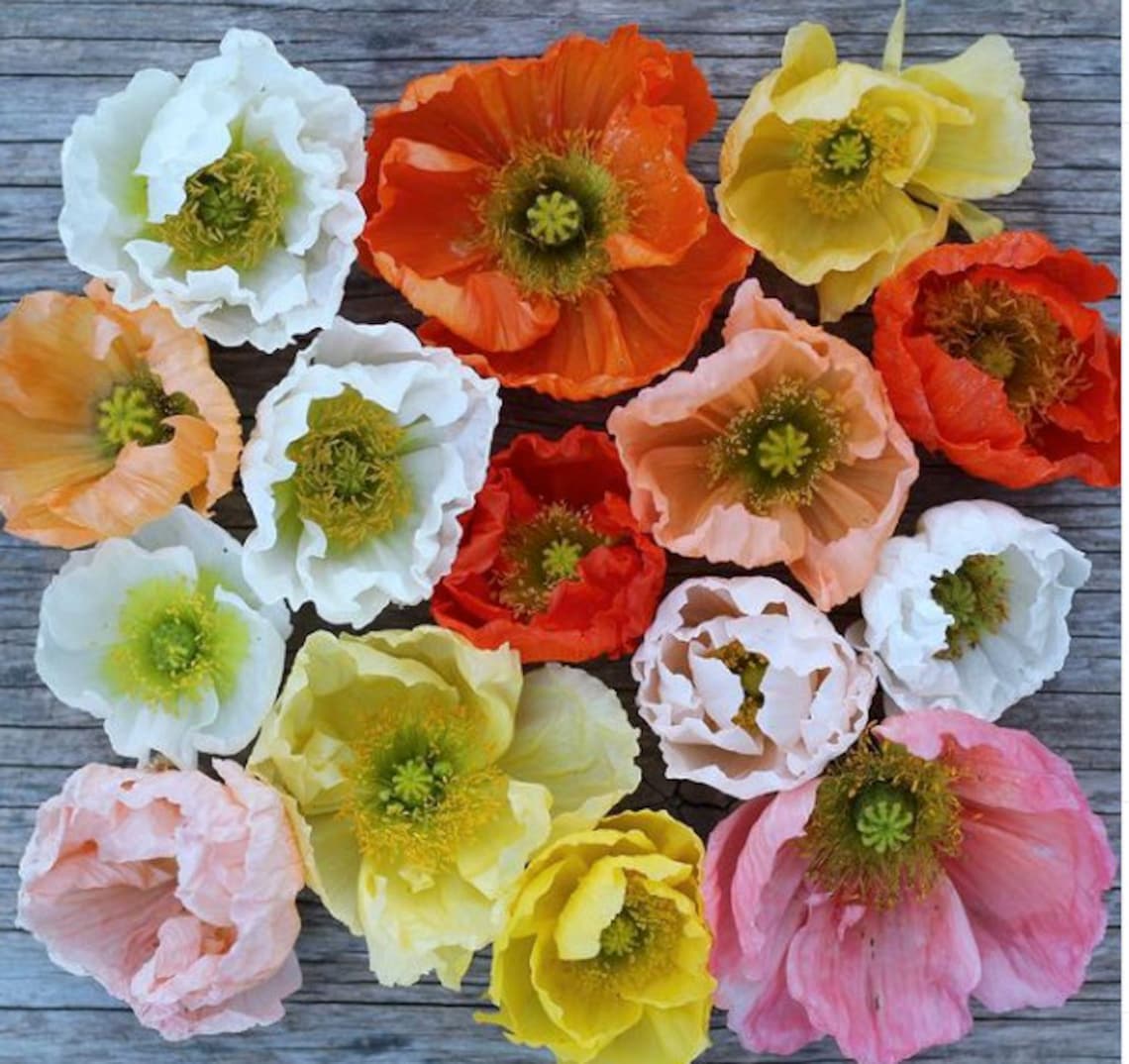 Organic Giant Iceland Poppy YELLOW 10/PKT | Etsy
