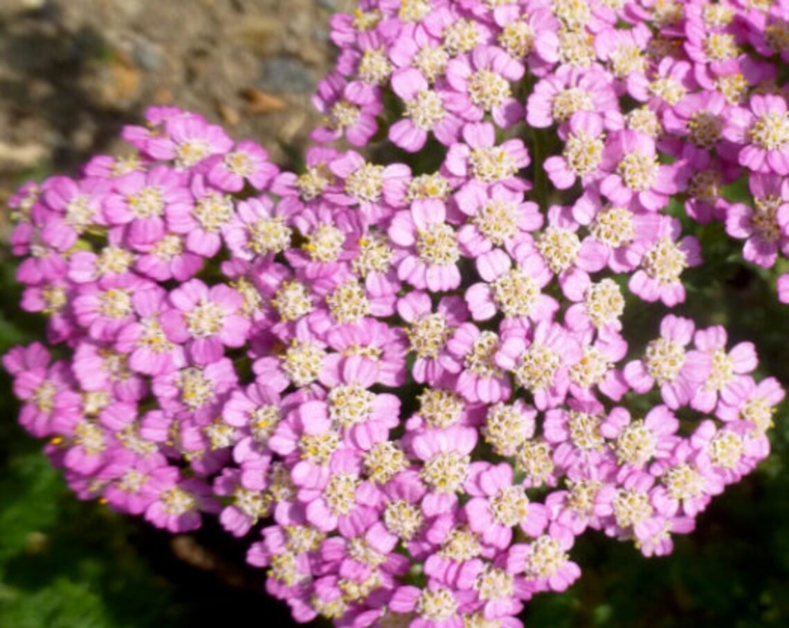 Achillea millefolium Pretty Belinda™ Yarrow Sneezewort Etsy