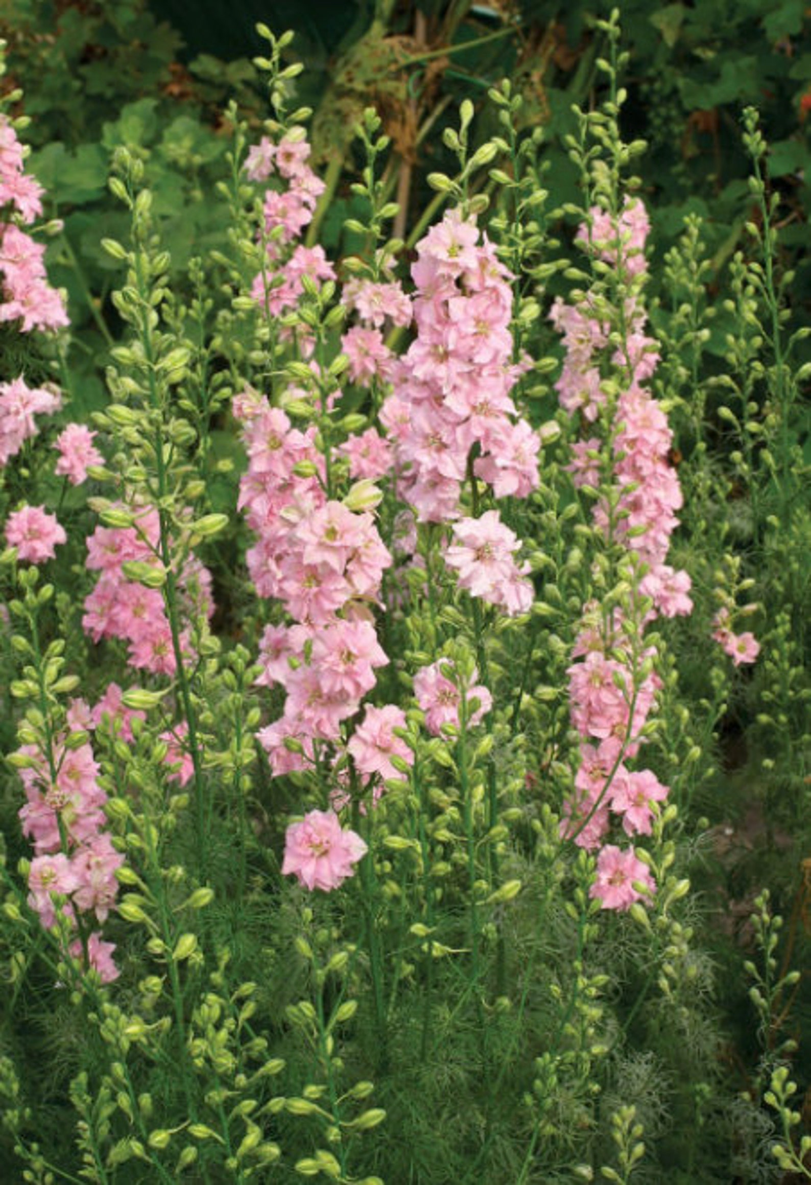 Organic Larkspur QIS LIGHT PINK 50/pkt Etsy