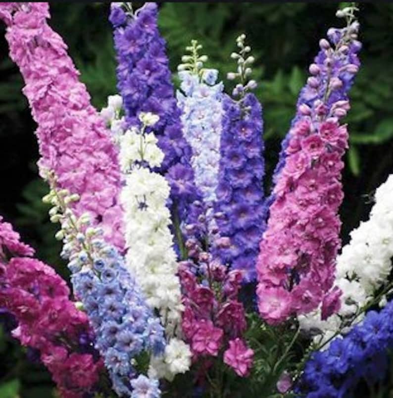 LARKSPUR 'giant Imperial Mix ' 50/pkt Etsy