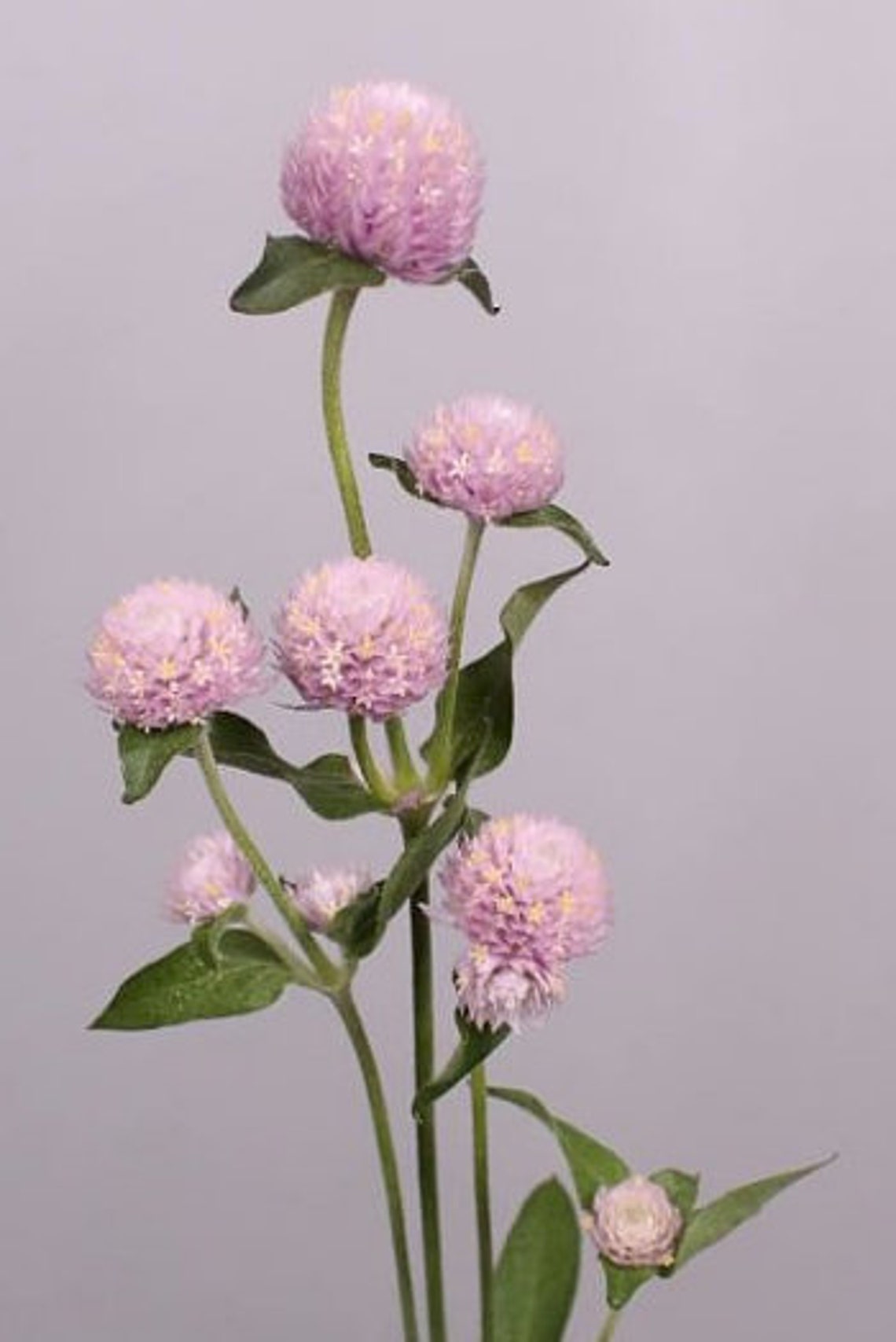 Organic Gomphrena Globosa QIS Pink 30/Pkt Etsy
