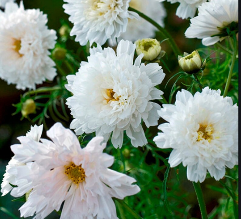 Organic COSMOS /'Double Click Snow Puff /' 25pkt