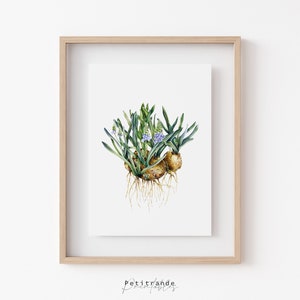 Impressão de muscari roxo, arte de parede de muscari para impressão, decoração de parede floral roxa, download instantâneo de muscari azul, pôster de desenho de flor azul roxo