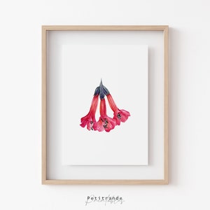 Impressão de Cantua Kantuta, flor nacional da Bolívia, ilustração de aquarelas botânicas, download digital instantâneo, impressões de arte de parede para impressão