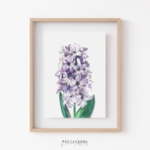 Purple Hyacinth Print, Printable Hyacinth Wall Art, Purple Floral Wall Decor, Grape Hyacinth Instant Download, Purple Flower Drawing Poster