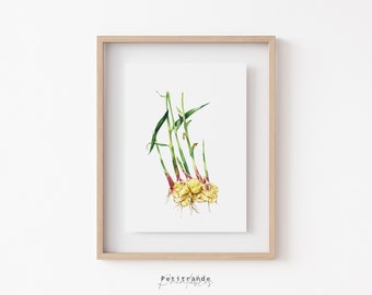 Impressão de gengibre, impressões de arte de parede botânica, arte de parede para impressão de flores, pôster de gengibre, decoração de cozinha vintage, download instantâneo, impressão de gengibre