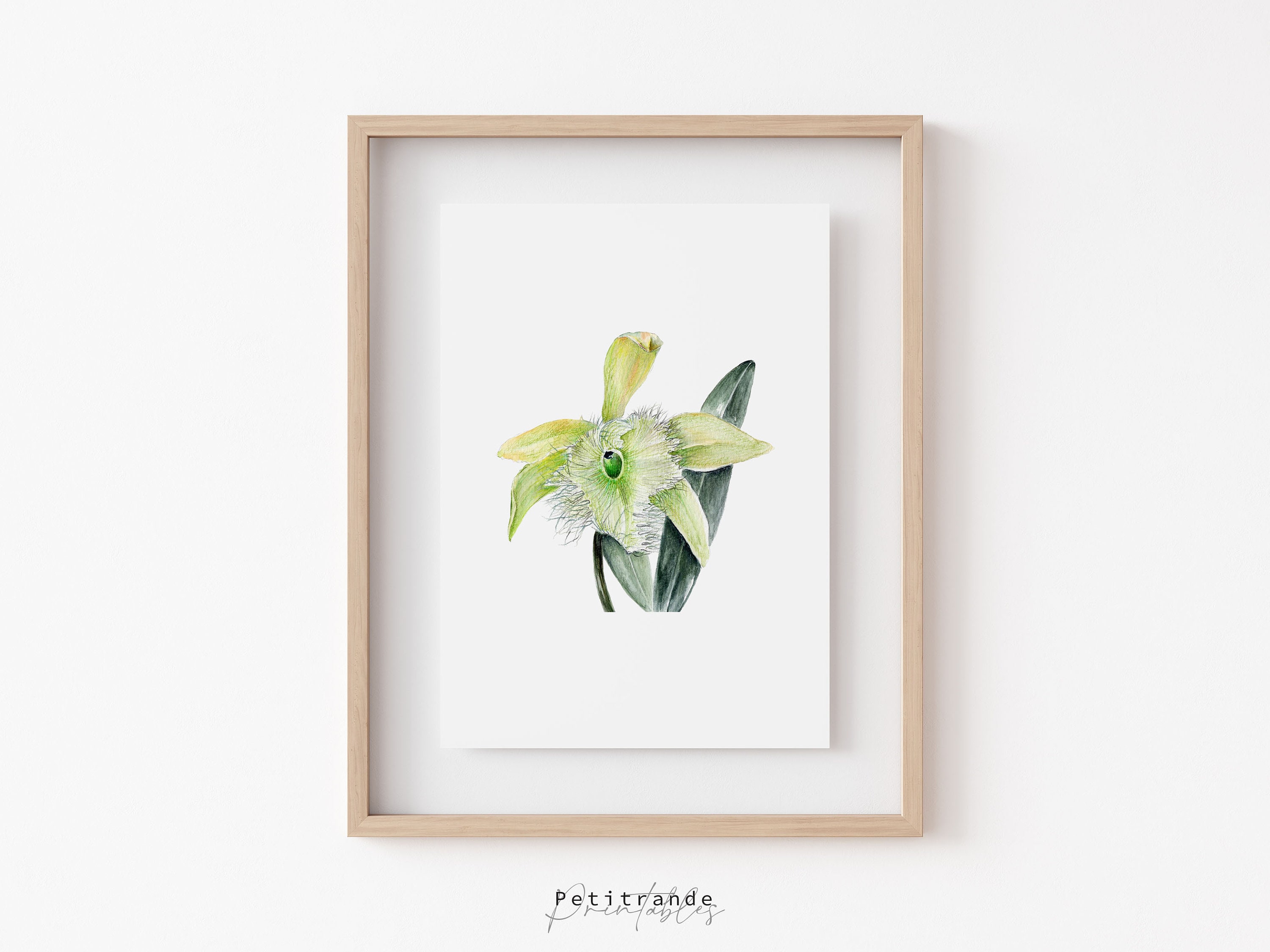 Rhyncholaelia Digbyana Orchid Print, Honduras's National Flower