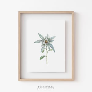 Impression d'edelweiss, impression d'art botanique, affiche de dessin de fleurs aquarelle, téléchargement numérique instantané, art mural imprimable, décoration de chambre verte