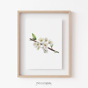 Impressão de flor de damasco, flor de damasco, impressão de arte botânica, pôster de desenho floral em aquarela, download digital instantâneo, arte de parede para impressão