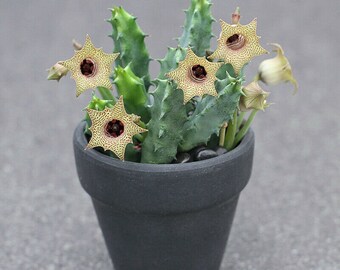 Huernia occulta Succulent potted plants Home decorating live plants 5cm Huernia occulta Succulent potted plants Home decorating live plants 5cm