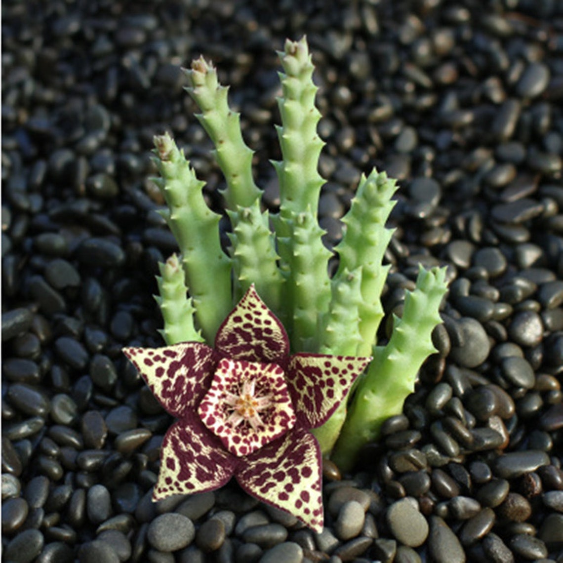 Huernia RBr Succulent potted plants Rare succulent Plants