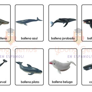May include: A colorful educational chart featuring illustrations of different whale species, including a whale shark, blue whale, humpback whale, orca, narwhal, pilot whale, beluga whale, and sperm whale. The chart is labeled in Spanish with the names of each whale.