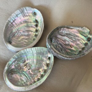 May include: Three iridescent abalone shells with a pearlescent finish. The shells are smooth and have a natural, organic shape.