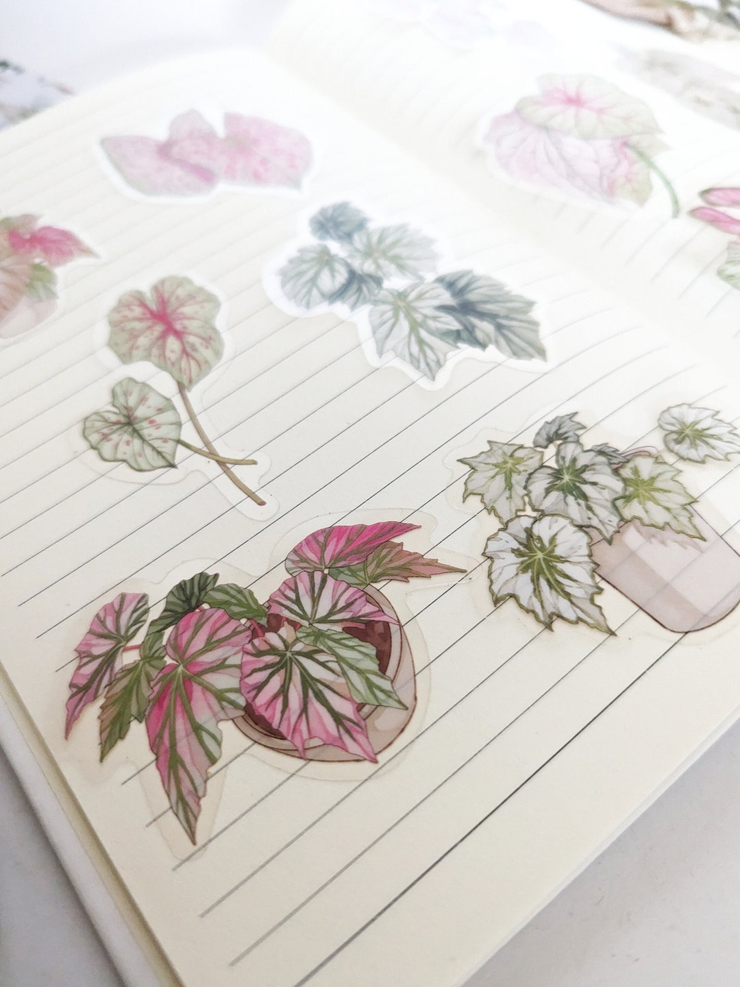 X12 Botanical Begonia and Caladium Plant Stickers Plant Lovers Gift ...