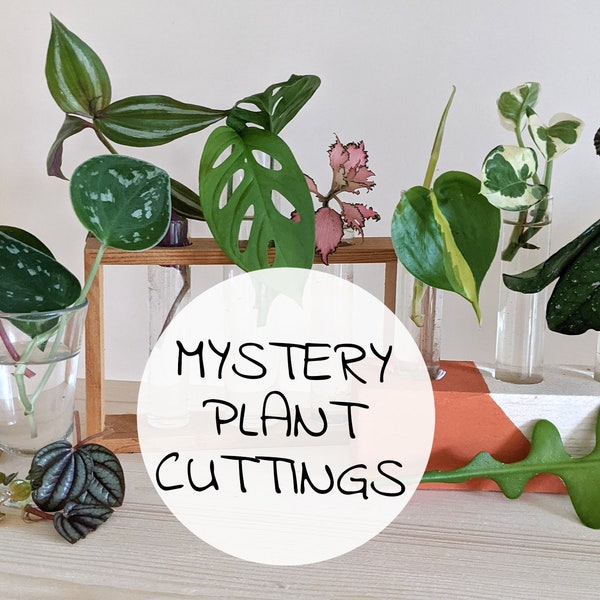 Mystery plant cutting | cutting box with rooted or unrooted plant clippings with free digital download propagation guide included!