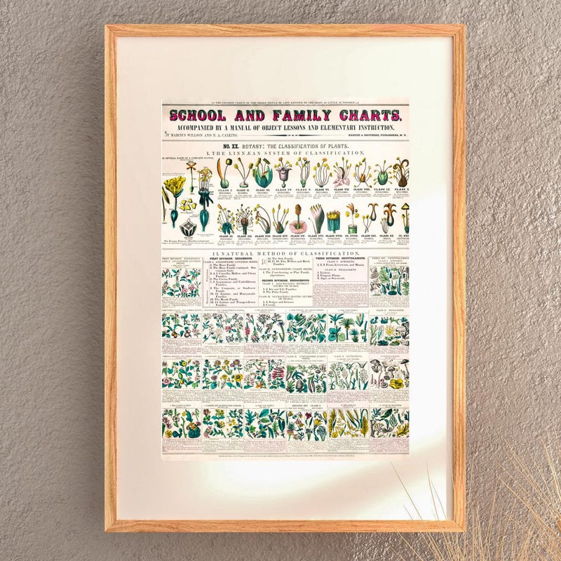Classification Chart - Etsy