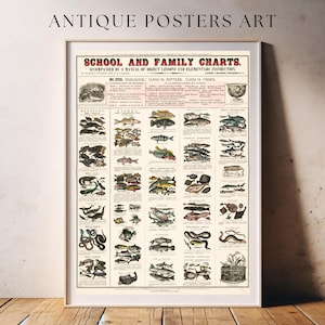 Old school educatieve poster | Zoölogische reptielen Vissen Vissen | Wanddecoratiekunst | Kinderkamerdecoratie | Vintage schema voor natuurwetenschappen