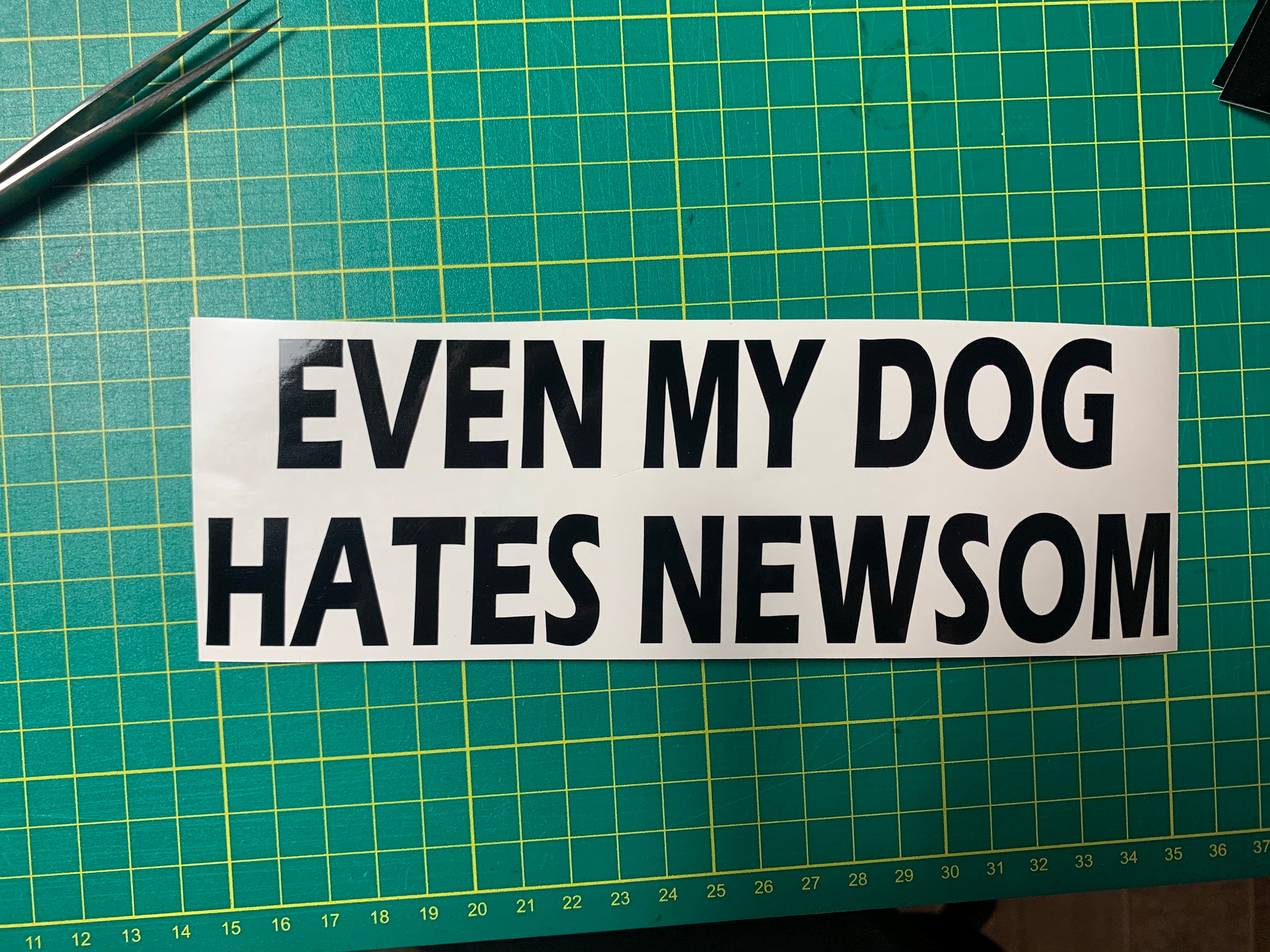 Why Does My Dog Hate The Car