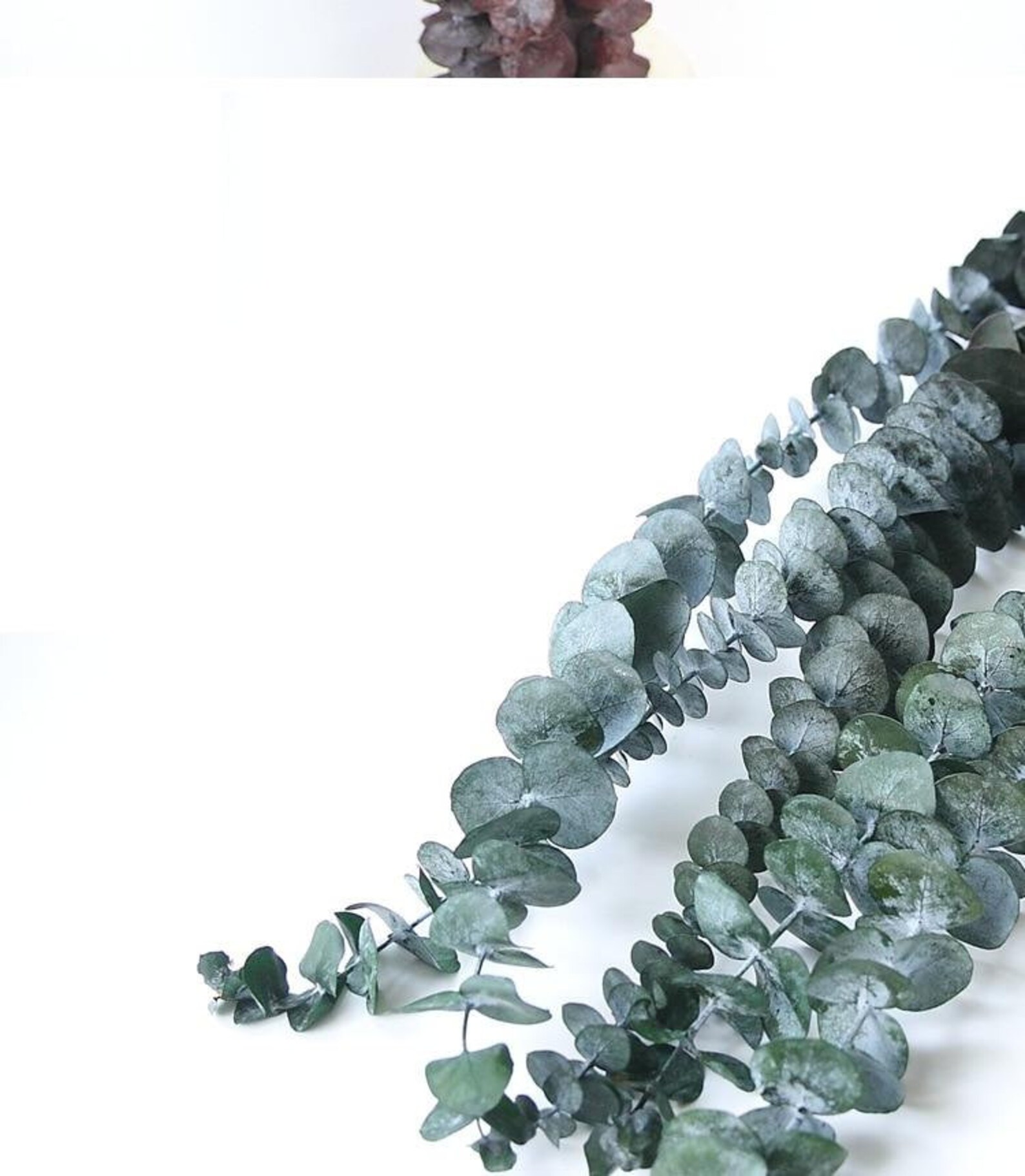 Real Dried Eucalyptus Branches Decor Etsy