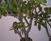 Jade Plant, 12-14 inches Crassula Ovata, Succulent, Plant,Green Succulent Plant Lover,No Planter