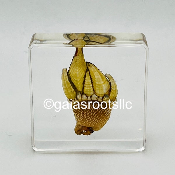 Kamenote Barnacle - Mini - Species in Resin