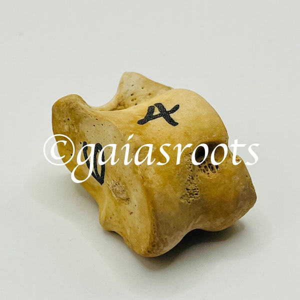 Astragaloi Deer Dice - Bone Runes - Greek - Handmade