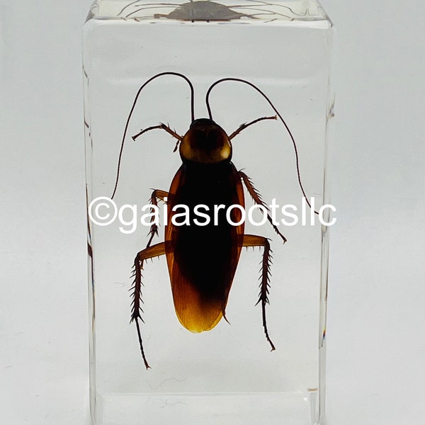 American Cockroach - Species in Resin