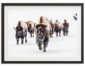 Framed Bison Wall Art | Yellowstone Wildlife Photography Print, Western Mountain Decor