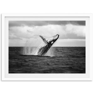 Fine Art Whale Black and White Print -  Ocean Photography Wall Art California Conservation Nature Fine Art Photography Home Decor