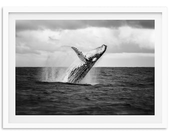 Stampa artistica su balena in bianco e nero - Fotografia oceanica Wall Art California Conservazione Natura Fotografia artistica Decorazioni per la casa