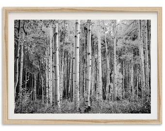 Fine Art Aspen Forest Print - Black and White Moody Trees Nature Landscape Framed Fine Art Photography Home Wall Decor