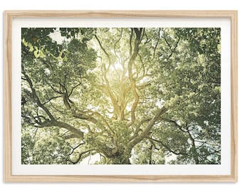 Framed Tree of Life Wall Art | Nature Photography Print, Botanical Forest Mountain Decor