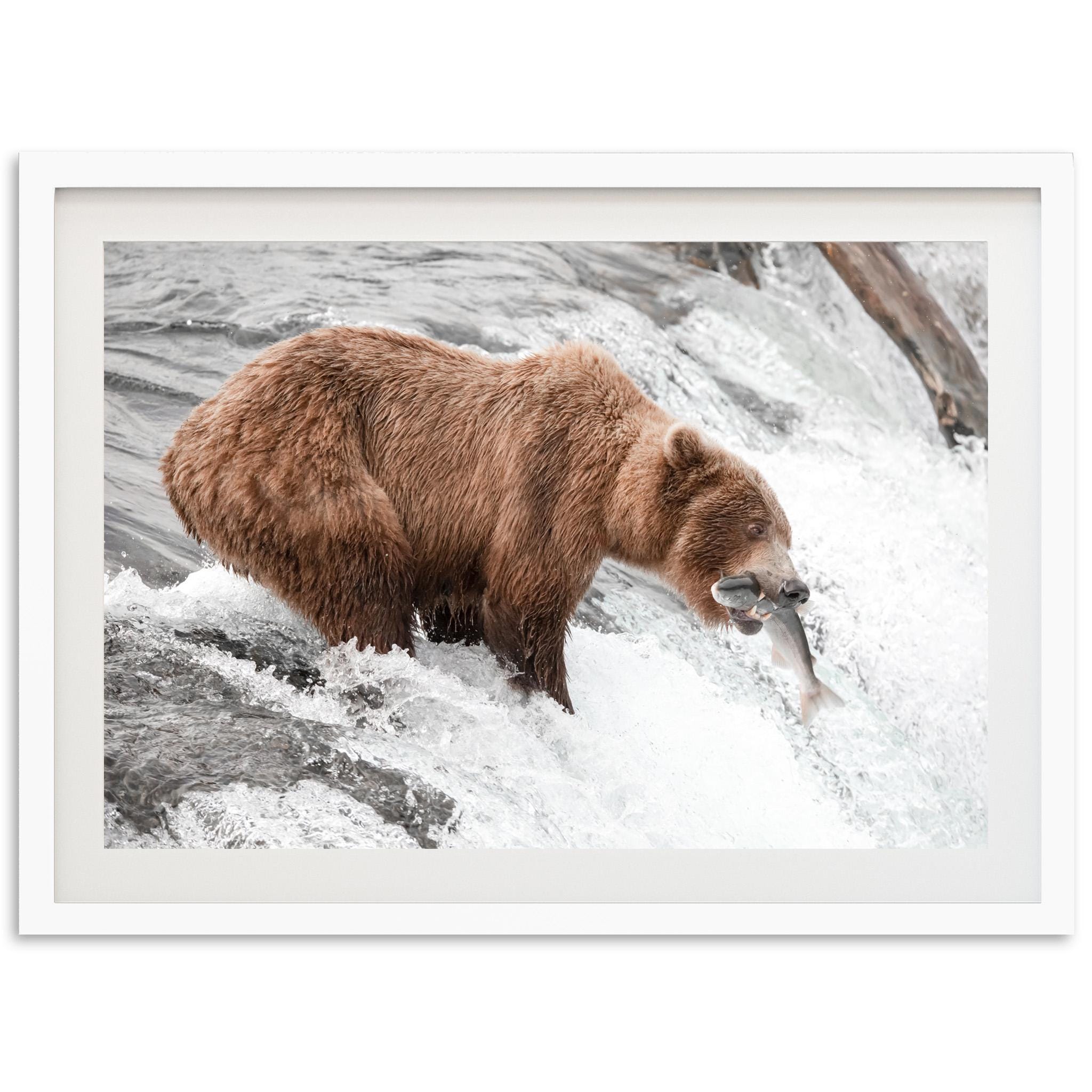 Framed Grizzly Bear Print | Wildlife Fine Art Photography, Montana