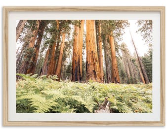 Framed Sequoia Forest Photography Print | California Redwood Tree Wall Art