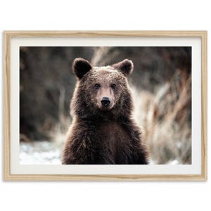 Framed Fine Art American Brown Bear Print - Nature Wildlife Mountain Grizzly Framed Fine Art Photography Home Wall Decor