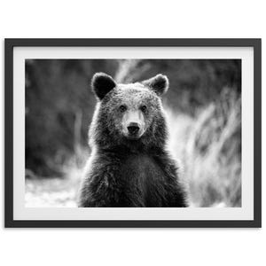 Fine Art Bear Print - Framed Black and White Wildlife Photography, Mountain Cabin Wall Art, Grizzly Bear, Winter Home Decor