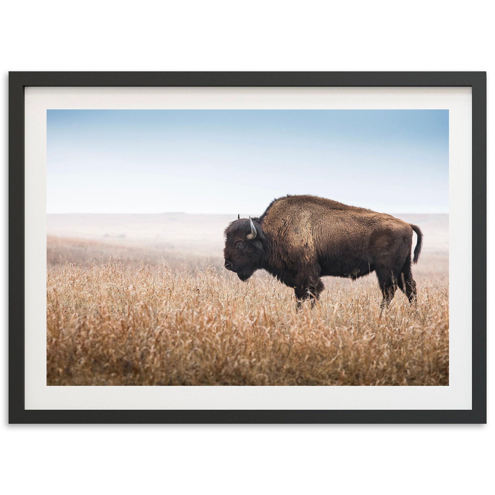 Framed American Bison Wall Art | Western Decor, Wildlife Photography ...