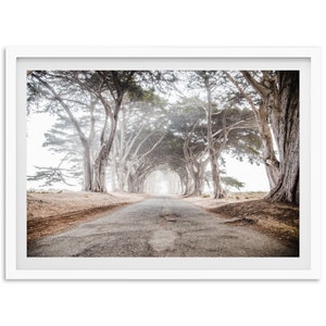 Fine Art Coastal Trees Print - California Coast Cypress Tunnel Point Reyes Framed Fine Art Photography Home Wall Decor