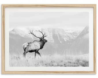 Fine Art American Elk Print - Black and White Landscape Nature Wildlife Mountain Framed Fine Art Photography Home Wall Decor