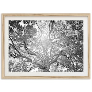 Fine Art Tree of Life Print - Abstract Black and White Forest Landscape Framed Fine Art Photography Wall Decor