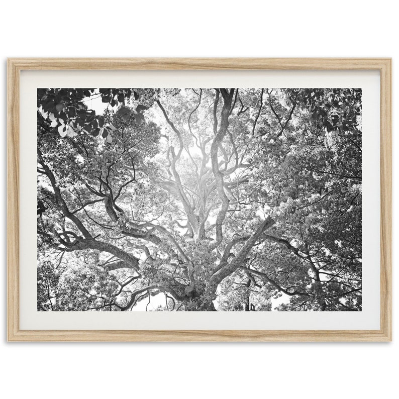 Fine Art Tree of Life Print Abstract Black and White Forest Etsy