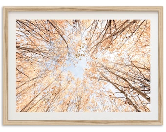 Framed Aspen Trees Wall Art | Nature Photography Print, Fall Forest Mountain Decor