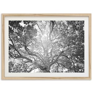 Framed Tree of Life Photography Print | Black and White Fine Art, Rustic Wall Decor