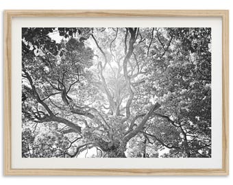 Framed Tree of Life Photography Print | Black and White Fine Art, Rustic Wall Decor