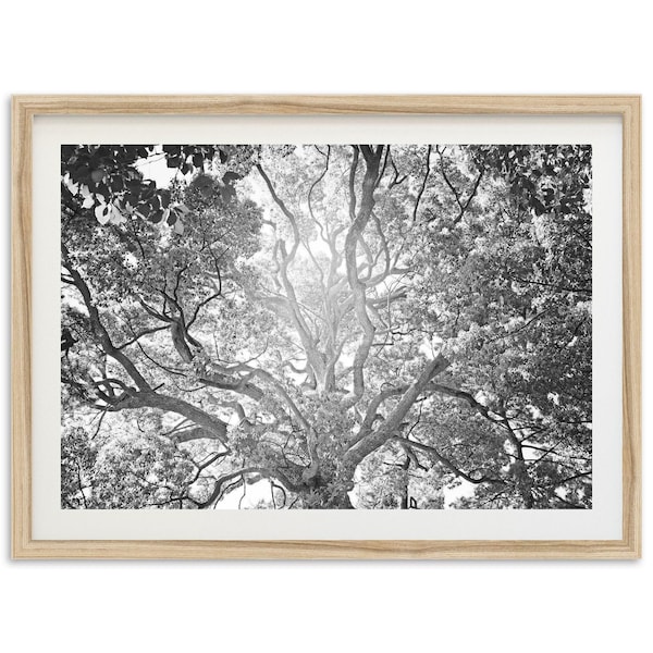 Framed Tree of Life Photography Print | Black and White Fine Art, Rustic Wall Decor