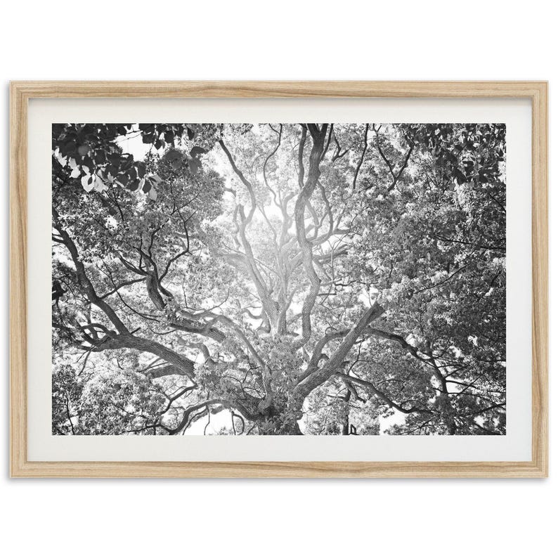 Framed Tree of Life Photography Print | Black and White Fine Art ...
