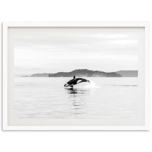 Fine Art Ocean Photography Print - Black and White Orca Whale Wildlife Beach House Framed Wall Decor