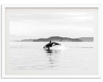 Fine Art Ocean Photography Print - Black and White Orca Whale Wildlife Beach House Framed Wall Decor